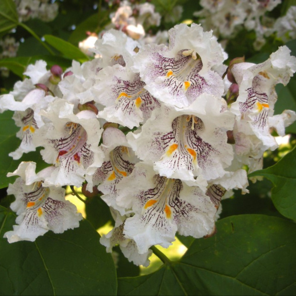 Катальпа прекрасная (лат. Catalpa speciosa), семена