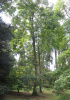 Кария бахромчатая, или Большой косматый гикори (лат. Carya laciniosa), семена