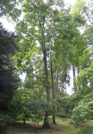 Кария бахромчатая, или Большой косматый гикори (лат. Carya laciniosa), семена