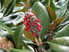Магнолия крупноцветковая  (лат. Magnolia grandiflora), семена