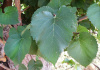 Шелковица черная (лат. Morus nigra), семена