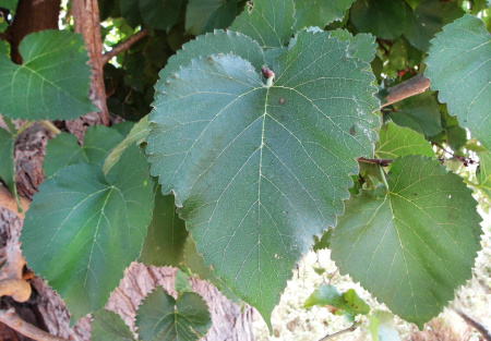 Шелковица черная (лат. Morus nigra), семена