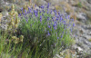 Лаванда узколистная (Lavandula angustifolia), 200 шт