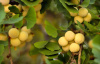 Гинкго Билоба (лат. Ginkgo Biloba), саженец, 1 шт