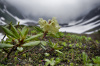 Рододендрон золотистый (лат. Rhododendron aureum), семена 0,02 грамма
