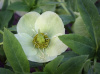 Морозник кавказский (лат. Helleborus caucasicus), семена
