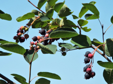 Ирга круглолистная (лат. Amelanchier rotundifolia), семена