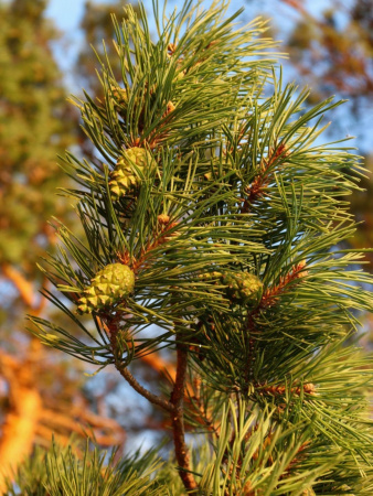 Сосна обыкновенная (лат. Pinus sylvestris), саженец, 1 шт