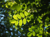 Акация белая (лат. Robinia pseudoacаcia), семена