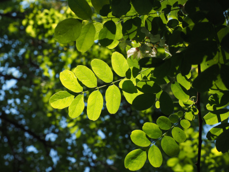 Акация белая (лат. Robinia pseudoacаcia), семена