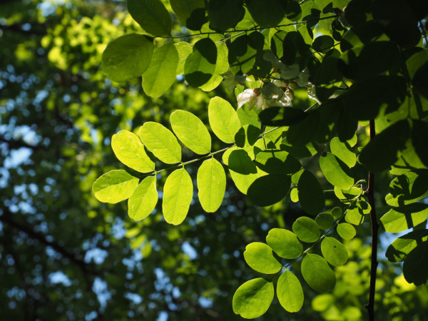 Акация белая (лат. Robinia pseudoacаcia), семена