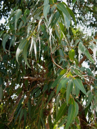 Эвкалипт лимонный (лат. Eucalyptus citriodora), саженец, 1 шт