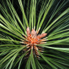 Сосна желтая, или орегонская, или тяжелая (лат. Pinus ponderosa), семена 