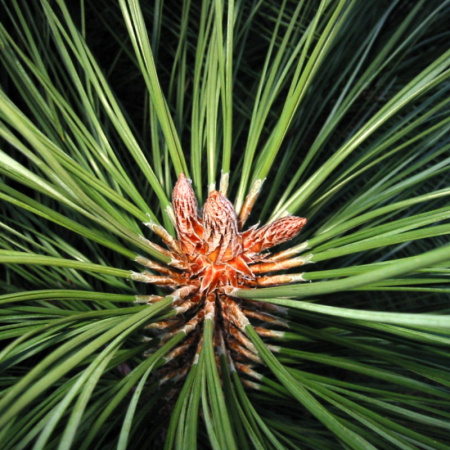 Сосна желтая, или орегонская, или тяжелая (лат. Pinus ponderosa), семена 