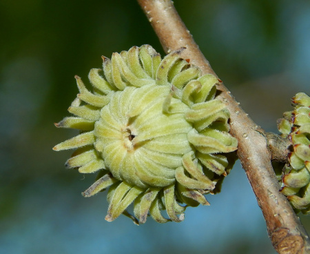 Дуб острейший (лат. Quercus acutissima) 10 шт, семена 
