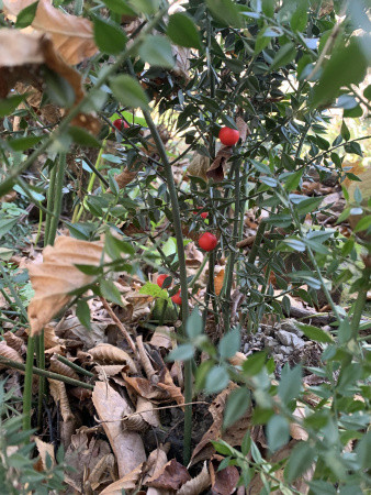 Иглица колючая, или Иглица понтийская (лат. Ruscus aculeatus), семена