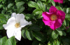 Роза морщинистая (лат. Rosa rugosa), семена