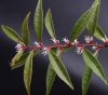 Саркококка Гукера (лат. Sarcococca hookeriana), семена 5 штук