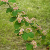 Кизильник розовый (лат. Cotoneaster roseus Edgew.), семена