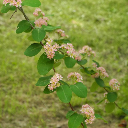 Кизильник розовый (лат. Cotoneaster roseus Edgew.), семена