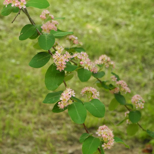 Кизильник розовый (лат. Cotoneaster roseus Edgew.), семена