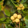 Гинкго Билоба Фастигиата Благон (лат. Ginkgo Biloba 'Fastigiata Blagon'), семена