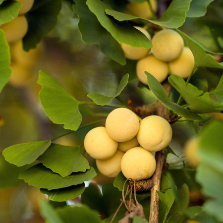 Гинкго Билоба Фастигиата Благон (лат. Ginkgo Biloba 'Fastigiata Blagon'), семена