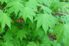Клен ложнозибольдов (лат. Acer pseudosieboldianum), семена