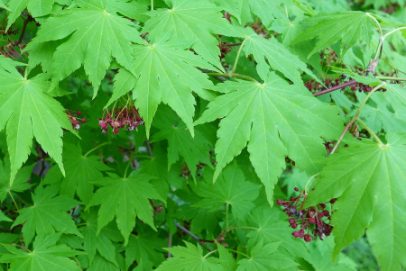 Клен ложнозибольдов (лат. Acer pseudosieboldianum), семена