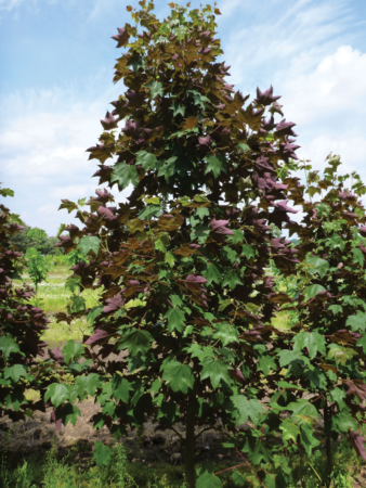 Клен ложноплатановый Атропурпуреум (лат. Acer pseudoplatanus "Atropurpureum"), семена