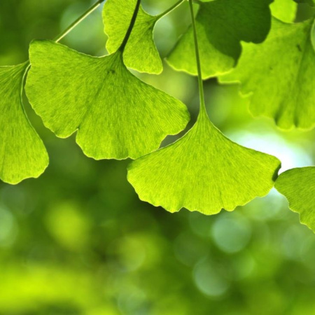 Гинкго Билоба Фастигиата Благон (лат. Ginkgo Biloba 'Fastigiata Blagon'), семена