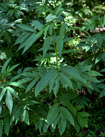 Бузина травянистая (лат. Sambucus ebulus), в ягодах