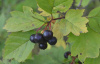 Боярышник микс: Арнольда, крупноплодный, сибирский (лат. Crataegus mix), семена