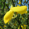 Ракитник венечный (лат. Cytisus scoparius), семена 