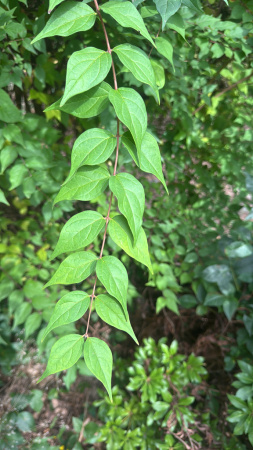 Кольквиция прелестная (лат. Kolkwitzia amabilis), семена