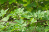 Клен полевой (лат. Acer campestre), семена