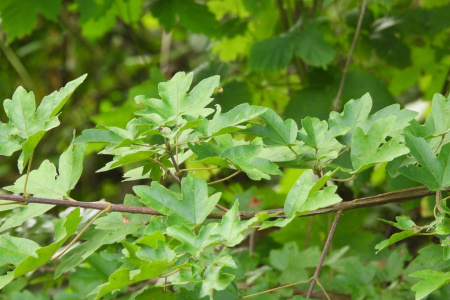 Клен полевой (лат. Acer campestre), семена