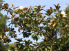 Магнолия крупноцветковая  (лат. Magnolia grandiflora), семена