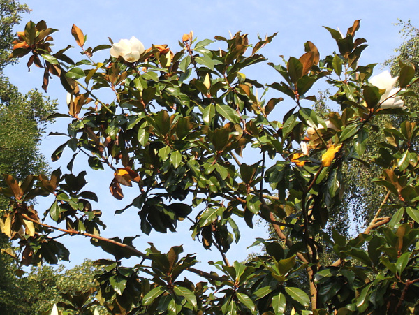 Магнолия крупноцветковая  (лат. Magnolia grandiflora), семена
