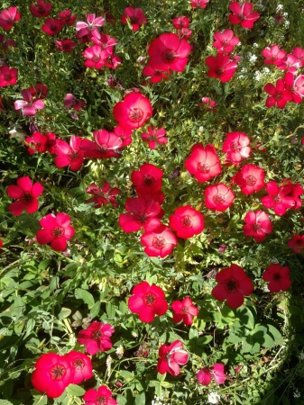 Лен крупноцветковый красный (лат. Linum grandiflorum), семена 100 шт