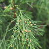 Можжевельник ложноказацкий (лат. Juniperus pseudosabina), семена