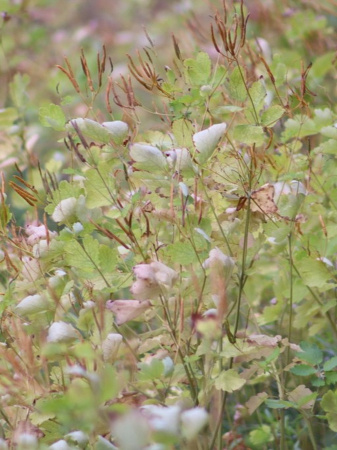 Чистотел большой (лат. Chelidonium majus), семена