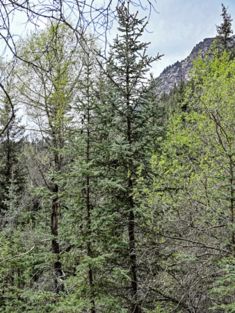 Ель Мейера (лат. Picea meyeri), семена