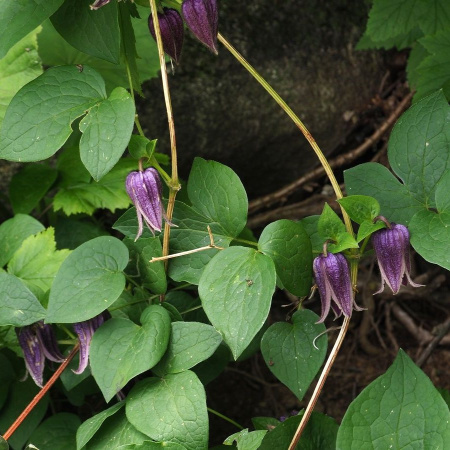 Клематис бурый (лат. Clematis fusca), семена