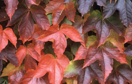 Виноград девичий триостренный (лат. Parthenocissus tricuspidata), семена