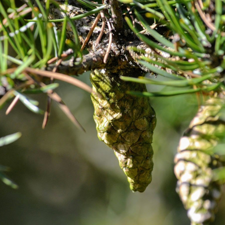Сосна Банкса (лат. Pinus banksiana), семена