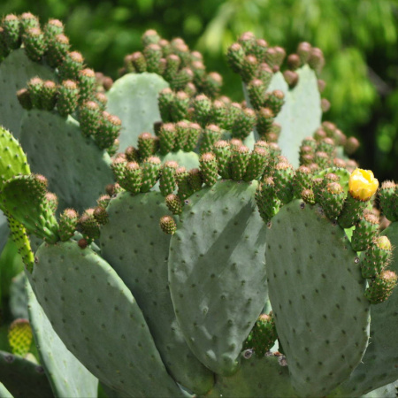 Кактус Опунция Энгельмана (лат. Opuntia engelmannii), семена 0,2 грамма