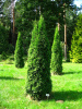 Туя западная Смарагд (лат. Thuja occidentalis 'Smaragd'), семена