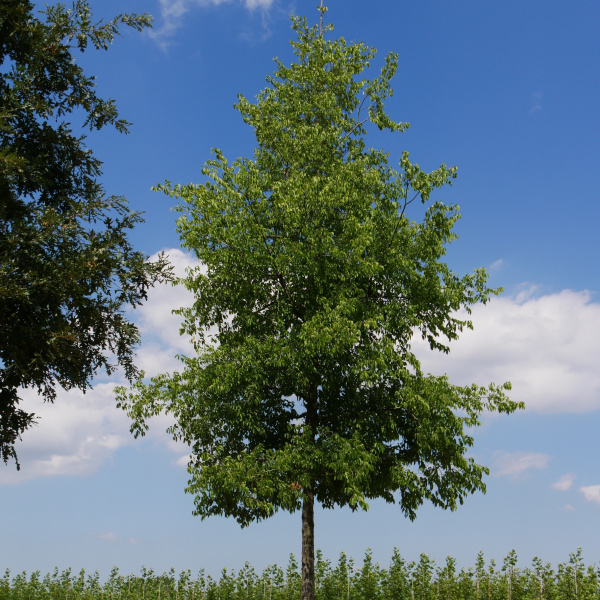 Каркас западный (лат. Celtis occidentalis), семена