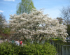 Ирга канадская (лат. Amelanchier canadensis), семена